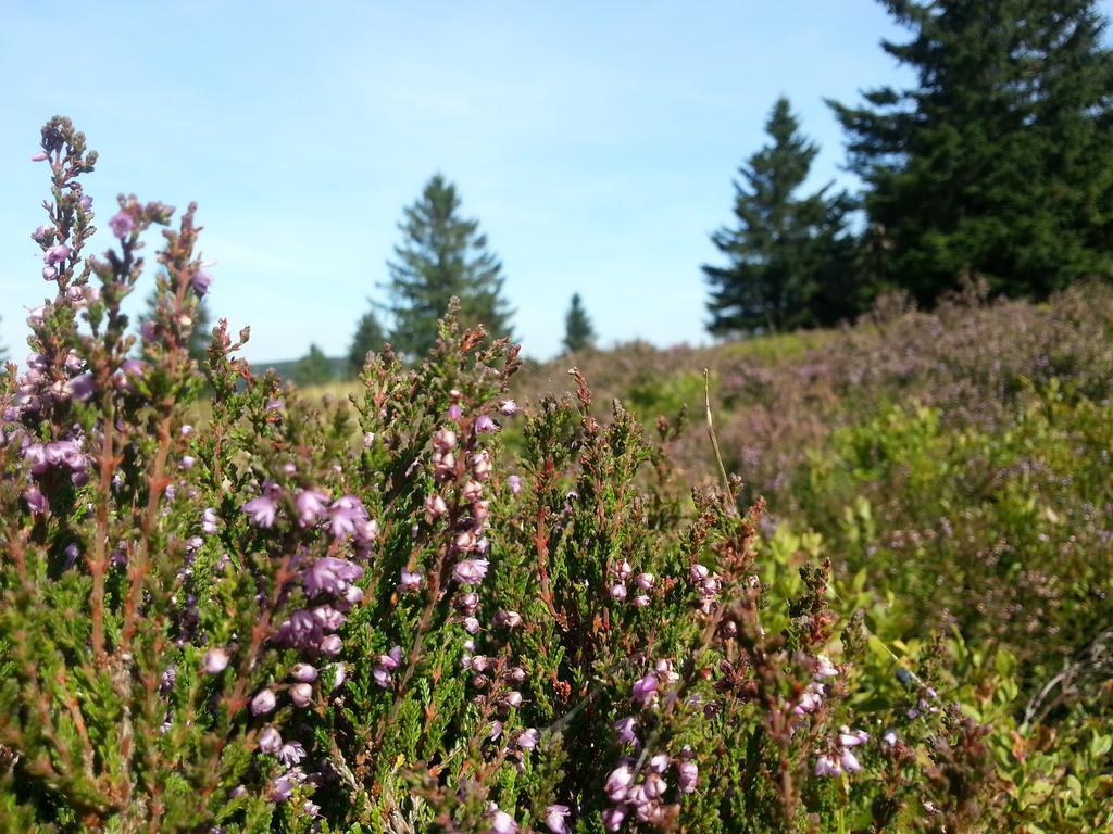 Ferienwohnungen Luge - Winterberg Exterior foto